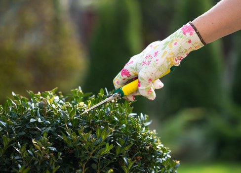 The image depicts a close-up of a gardener's hand wearing a floral-patterned gardening glove, using a small hedge trimmer to carefully prune a dense, dark green shrub in a well-maintained garden. The shrub is situated in the foreground, with its glossy leaves appearing neat and uniformly trimmed. In the background, blurred elements of a landscaped outdoor space can be seen, including a lawn area with lush, evenly cut grass, and mature trees providing natural shade. The garden environment appears tidy and healthy, with the gloved hand demonstrating precise trimming action. The natural lighting suggests a clear, sunny day, illuminating the vibrant greenery and highlighting the textures of the shrub and grass. This scene reflects professional garden maintenance, appropriate for services such as hedge trimming offered in the Mayfair area, aligning with local landscaping and gardening efforts coordinated by companies like Hedge Trimming Mayfair.
